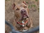 Adopt Santiago a Mixed Breed (Medium) / Mixed dog in Warren, MI (38278311)
