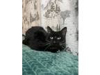 Adopt Houdini a Black & White or Tuxedo Domestic Shorthair / Mixed (short coat)