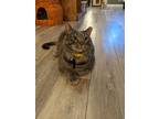 Adopt Stevie a Gray, Blue or Silver Tabby Domestic Shorthair / Mixed (long coat)