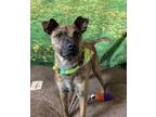 Adopt Rex a Brindle Mixed Breed (Medium) dog in San Leon, TX (38446043)