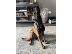 Adopt Mav (Maverick) - Located in CO a Belgian Malinois / Mixed dog in Imlay