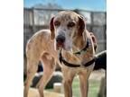 Adopt Ventura (22-126) a Tan/Yellow/Fawn Great Dane / Mixed dog in Inver Grove