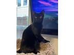 Adopt Picante 7401 a All Black Domestic Shorthair / Mixed cat in Dallas