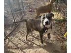 Adopt Jameson a Brindle Mastiff / Catahoula Leopard Dog dog in Seguin