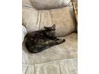 Adopt Ruby a Tortoiseshell Domestic Shorthair / Mixed (short coat) cat in