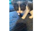 Adopt Sammy a Domestic Shorthair / Mixed (short coat) cat in Brainardsville