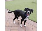 Adopt Jessie a Black Mixed Breed (Medium) dog in Port Washington, NY (38494352)