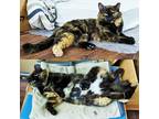 Adopt Elana a Tortoiseshell Domestic Mediumhair (medium coat) cat in Lombard