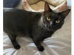Adopt Sparky a All Black Domestic Mediumhair (medium coat) cat in Upland