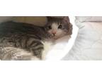 Adopt Damon a Tan or Fawn Tabby Domestic Shorthair (short coat) cat in Upland