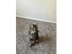 Adopt Fish a Brown Tabby Domestic Shorthair (short coat) cat in Upland
