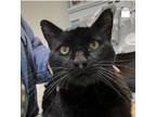 Adopt Michael a All Black Domestic Shorthair (short coat) cat in Upland