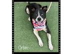 Adopt ORBITZ a Black - with White Collie / Mixed Breed (Large) / Mixed dog in