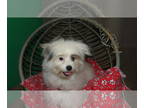 Pom-A-Poo PUPPY FOR SALE ADN-764539 - Mia the pomapoo