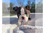 Boston Terrier PUPPY FOR SALE ADN-764758 - AKC Darla