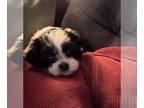 ShihPoo PUPPY FOR SALE ADN-764466 - Shihpoo