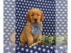 Golden Retriever PUPPY FOR SALE ADN-764708 - Too cute Golden Retriever Puppy