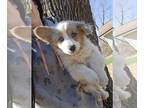 Pembroke Welsh Corgi PUPPY FOR SALE ADN-764499 - Spotted blue merle fluffy