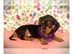 Dachshund PUPPY FOR SALE ADN-764697 - Mini dachshund