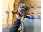 French Bulldog PUPPY FOR SALE ADN-764490 - Frenchy male