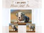 Bulldog PUPPY FOR SALE ADN-764765 - Amee English Bulldog