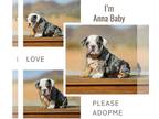 Bulldog PUPPY FOR SALE ADN-764766 - Anna Baby