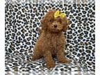 Cavapoo PUPPY FOR SALE ADN-764518 - Miracle