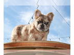 French Bulldog PUPPY FOR SALE ADN-764644 - Visual fluffy french bulldog