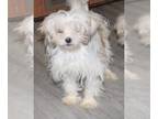 Mi-Ki PUPPY FOR SALE ADN-764414 - Miki male puppy
