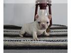 French Bulldog PUPPY FOR SALE ADN-764543 - AKC French Bulldog For Sale