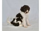 Poodle (Standard) PUPPY FOR SALE ADN-764544 - AKC Standard Poodle For Sale
