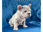 French Bulldog PUPPY FOR SALE ADN-764502 - LILAC MERLE PINK VELVET ROPE