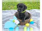 Labrador Retriever PUPPY FOR SALE ADN-764379 - AKC Labrador Retriever Pups