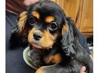 Cavalier King Charles Spaniel PUPPY FOR SALE ADN-764592 - Henry