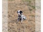 Dalmatian PUPPY FOR SALE ADN-764563 - Dalmatian puppy