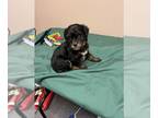 Morkie-Poodle (Miniature) Mix PUPPY FOR SALE ADN-764385 - Morkipoo