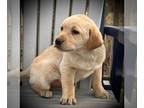 Labrador Retriever PUPPY FOR SALE ADN-764684 - Queen