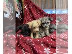 Wapoo PUPPY FOR SALE ADN-764615 - CKC chihuahua poodle