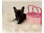 French Bulldog PUPPY FOR SALE ADN-764729 - 1 adorable left