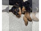 Airedale Terrier PUPPY FOR SALE ADN-764417 - AKC Airedale Puppies soon available