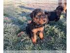Airedale Terrier PUPPY FOR SALE ADN-764425 - AKC Airedale Puppies soon available