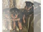 Airedale Terrier PUPPY FOR SALE ADN-764429 - AKC Airedale Puppies soon available