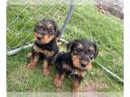 Airedale Terrier PUPPY FOR SALE ADN-764431 - AKC Airedale Puppies soon available