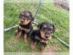 Airedale Terrier PUPPY FOR SALE ADN-764467 - AKC Airedale Puppies soon available