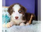 Australian Shepherd PUPPY FOR SALE ADN-764434 - Several pups for sale