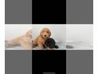 Goldendoodle PUPPY FOR SALE ADN-764752 - Golden doodle puppies