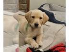 Labrador Retriever PUPPY FOR SALE ADN-764377 - AKC yellow lab puppies