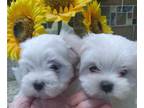 Maltese PUPPY FOR SALE ADN-764691 - Beautiful Maltese Puppies