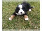 Bernese Mountain Dog PUPPY FOR SALE ADN-764532 - Bernese Mountain Dog