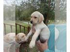 Labrador Retriever PUPPY FOR SALE ADN-764366 - Super Cute Yellow and White Lab